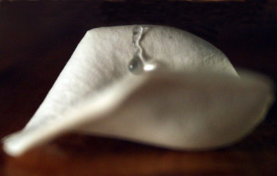 teardrop rolling down rose petal