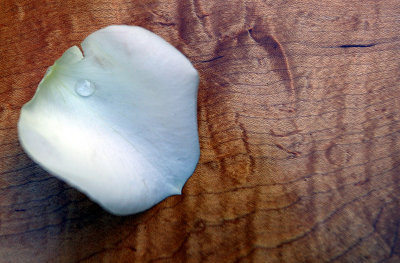tear in petal on curly maple