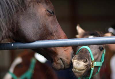 free and colt