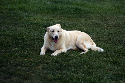 jake