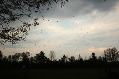 leaves flying before coming storm