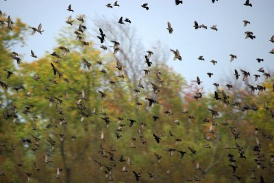 birds