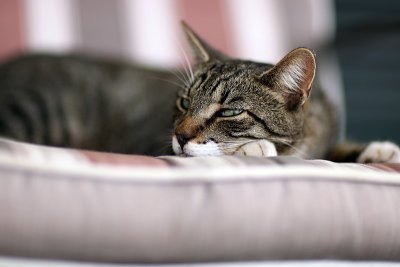 kitty