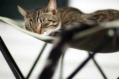 sleeping kitty