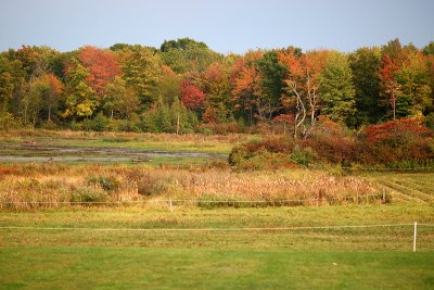foliage