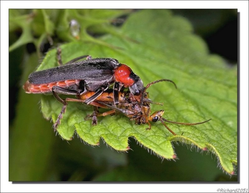 Zwartpootsoldaatje - Cantharis fusca - Soldier Beetle