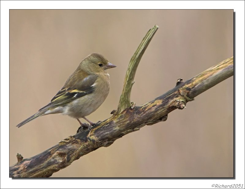 Vink - Fringilla coelebs - Chaffinch