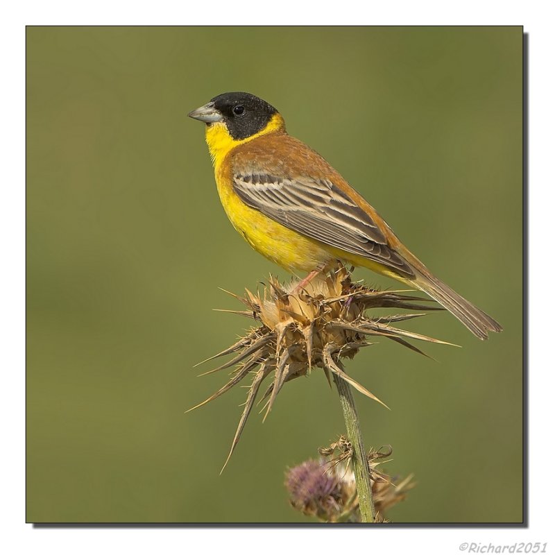 Zwartkopgors - Emberiza melanocephala - Black-Headed Bunting