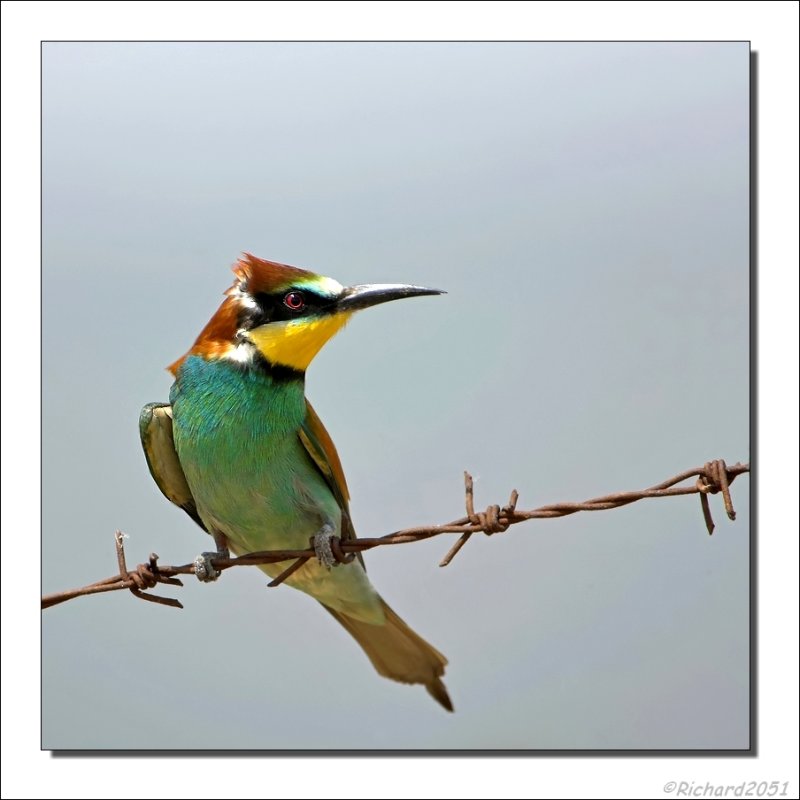 Bijeneter - Merops apiaster - Bee-eater