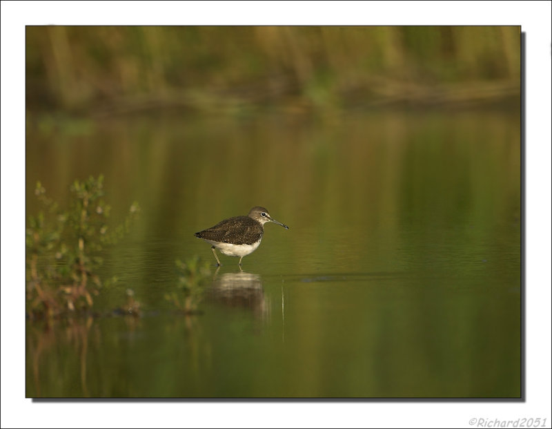 Witgat - Tringa ochropus - Green Sandpiper