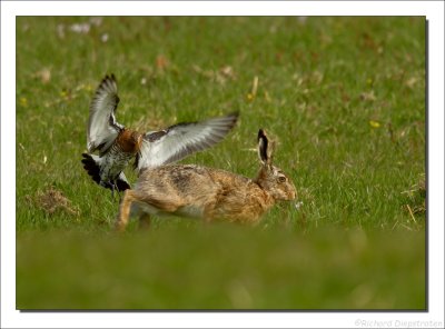Grutto - Limosa limosa - Black Tailed Godwit