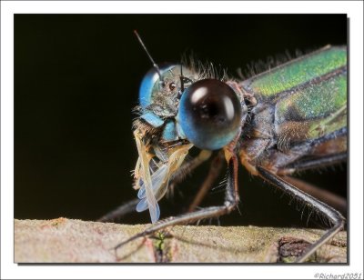 Pantserjuffer - Lestes - Damselfly