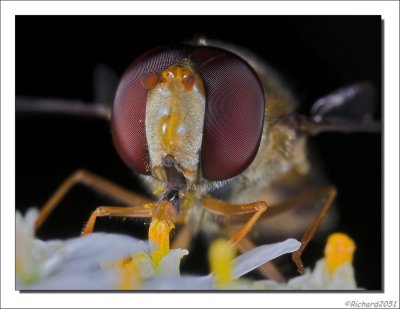 Pyama Zweefvlieg - Episyrphus balteatus - Marmelade Fly