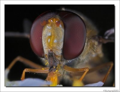 Pyama Zweefvlieg - Episyrphus balteatus - Marmelade Fly