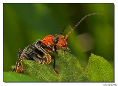 Zwartpootsoldaatje - Cantharis fusca - Soldier Beetle