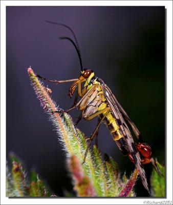 Schorpioenvlieg - Panorpa communis - Scorpion Fly