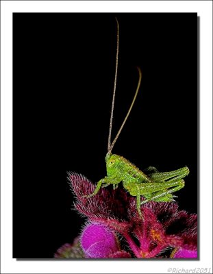 Sprinkhaan - Grasshopper