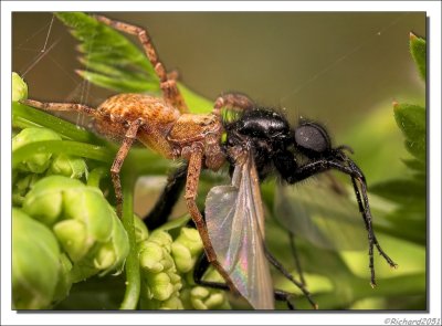 Crab spider - Krabspin - Misumena vatia