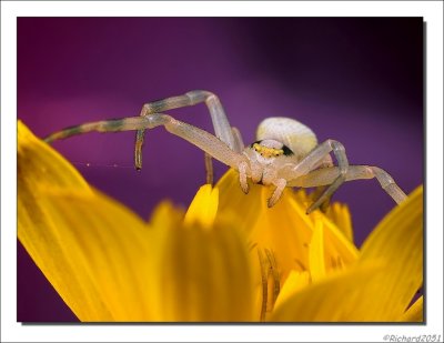 Crab spider - Krabspin - Misumena vatia