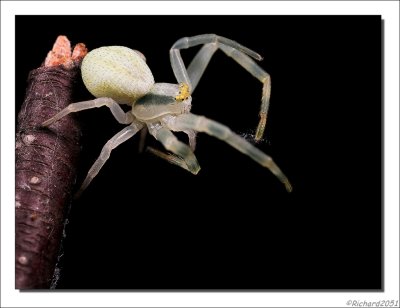 Crab spider - Krabspin - Misumena vatia