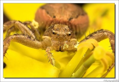 Crab spider - Krabspin - Misumena vatia