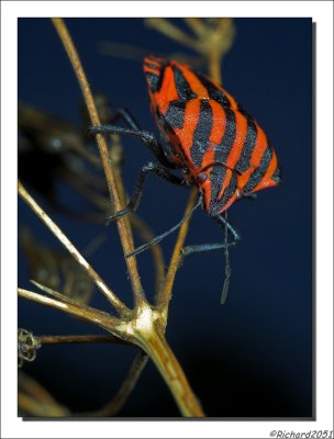 Pyamawants - Graphasoma lineatum - Stripes Shield Bug