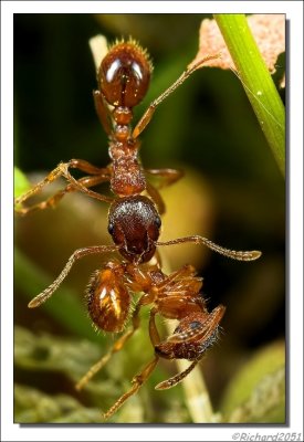 Mier - Ant