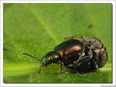 Snuitkever / Bladhaantje - Phyllobius pomaceus / Chrysolina fastuosa - Nettle Weevil / Leaf Beetle