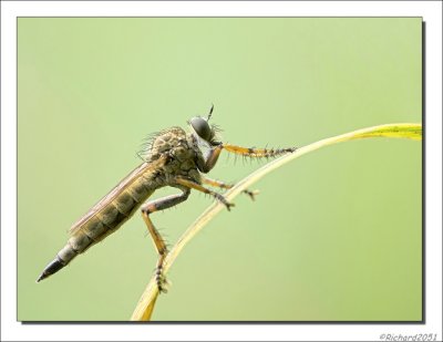 Roofvlieg - Machimus atricapillus - Robberfly