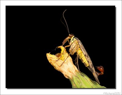 Schorpioenvlieg - Panorpa communis - Scorpion Fly