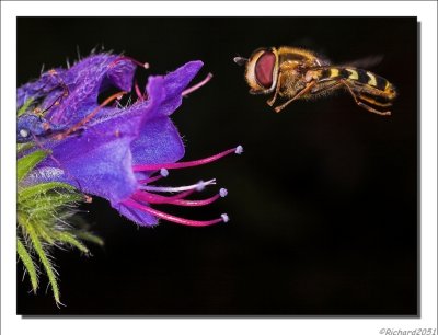Pyama Zweefvlieg - Episyrphus balteatus - Marmelade Fly