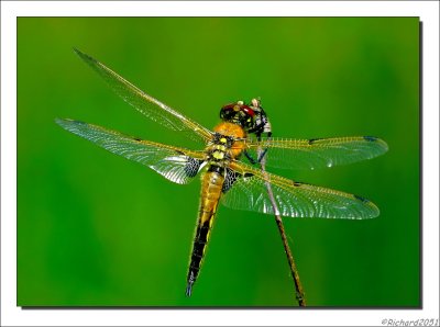 Viervlek    -    Four Spotted Chaser