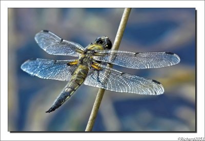 Viervlek - Libellula quadrimaculata -  Four-Spotted Chaser