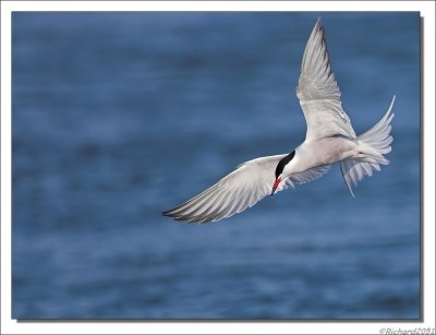 Visdiefje - Sterna hirundo - Common Tern