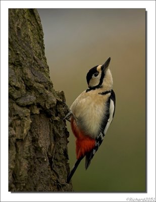 Grote Bonte Specht - Dendrocopos major - Great Spotted Woodpecker