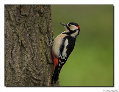Grote Bonte Specht - Dendrocopos major - Great Spotted Woodpecker