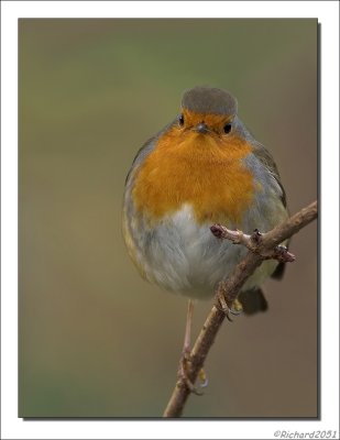 Roodborst - Erithacus rubecula - Robin