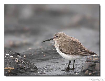 Bonte Strandloper - Calidris alpina - Dunlin