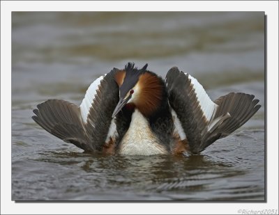 Fuut    -    Great Crested Grebe