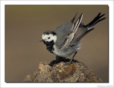 Witte Kwikstaart    -    White Wagtail