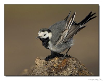 Witte Kwikstaart - Motacilla alba - White Wagtail