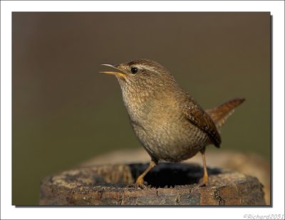 Winterkoning - Troglodytes troglodytes - Wren