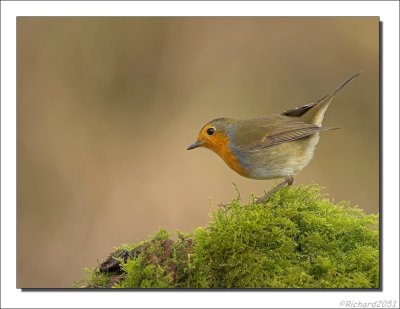 Roodborst - Erithacus rubecula - Robin