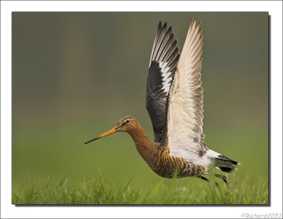 Grutto - Limosa limosa - Black Tailed Godwit
