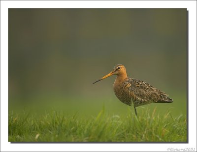 Grutto - Limosa limosa - Black Tailed Godwit