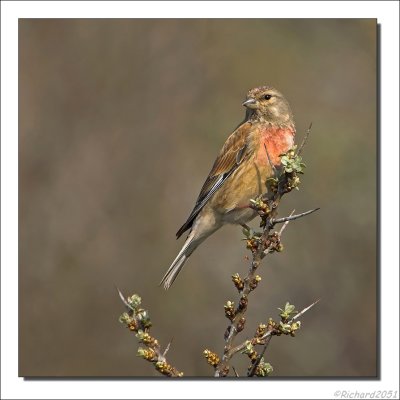 Kneu - Carduelis cannabina - Linnet