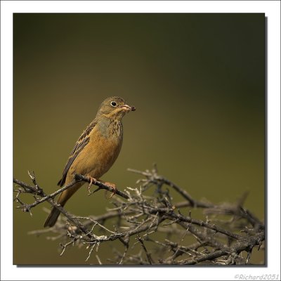 Bruinkeelortolaan - Emberiza caesia - Cretzschmar's Bunting