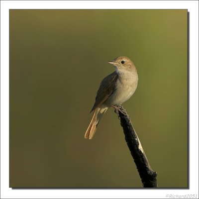 Nachtegaal - Luscinia megarhynchos - Nightingale