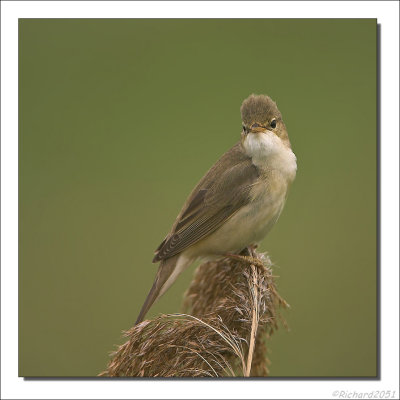 Bosrietzanger - Acrocephalus palustris - Marsh Warbler