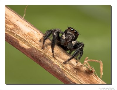 Rode Springspin    -    Red Jumping Spider